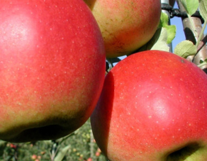 Apfelbaum Prima auf M26, wurzelnackt