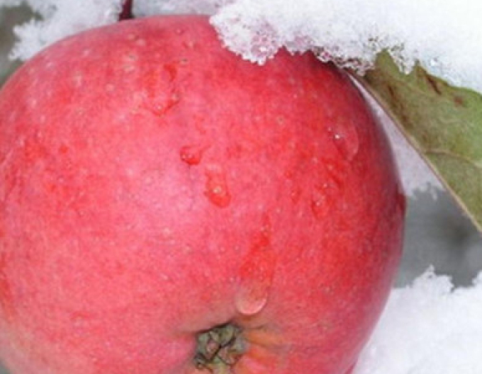 Apfelbaum Fuji auf M26, wurzelnackt