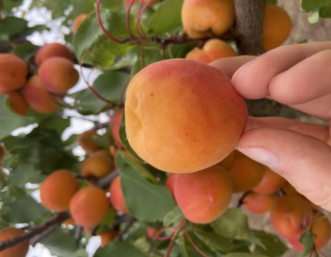 Aprikose Bhart auf Myrobalane, wurzelnackt