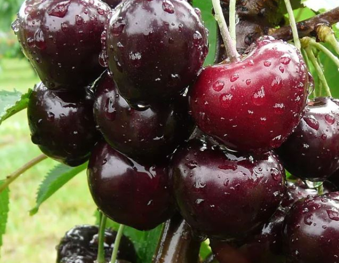 Kirsche Jacinta auf Prunus Mahaleb, wurzelnackt