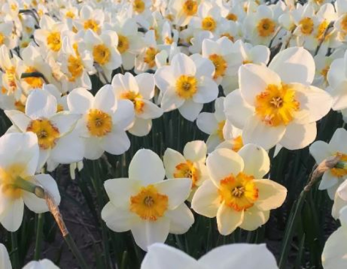 Narzisse  ´Infinity Joy´