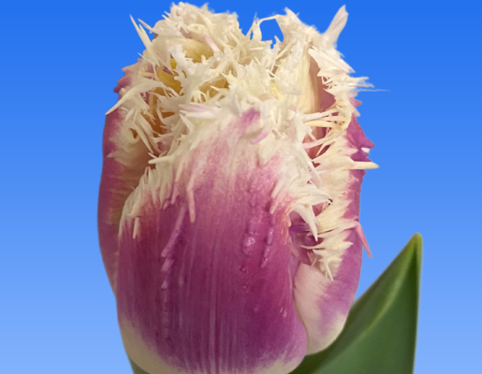 Tulpe Hawaii