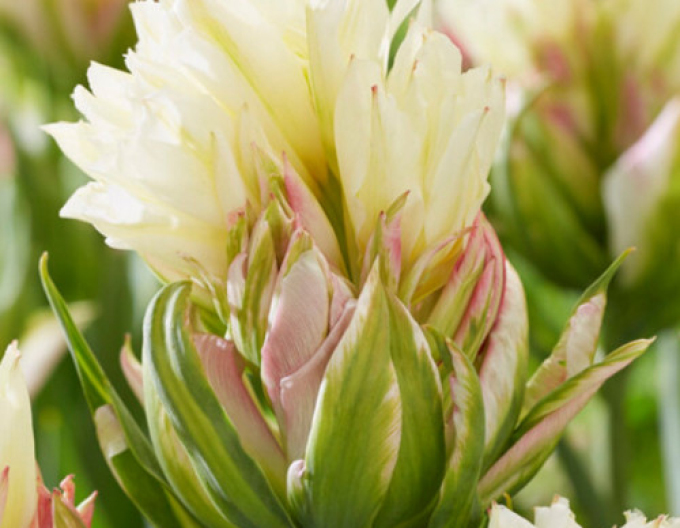 Tulpe Mystery Valley