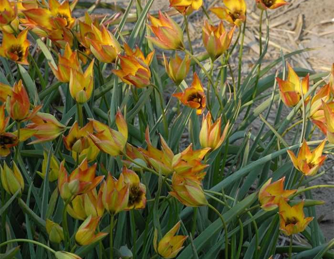 Tulpe Orphanidea flava