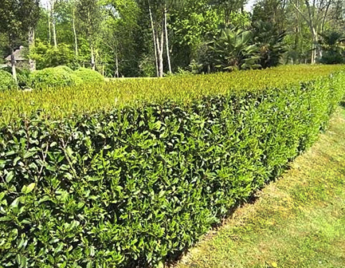 Portugiesischer Lorbeer Angustifolia