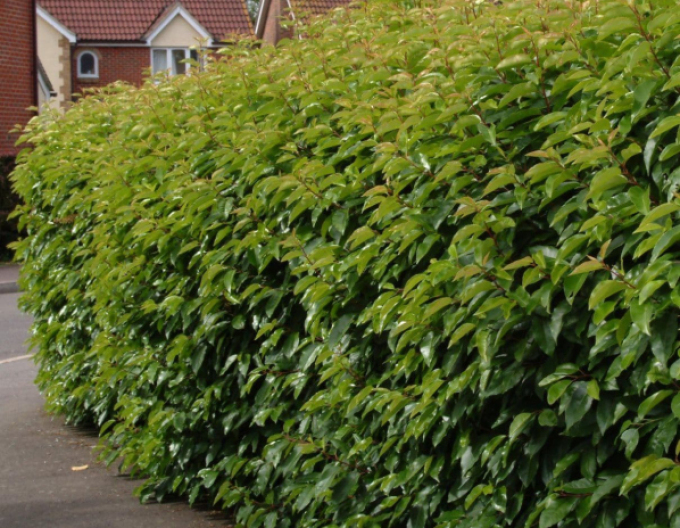 Portugiesischer Lorbeer Angustifolia