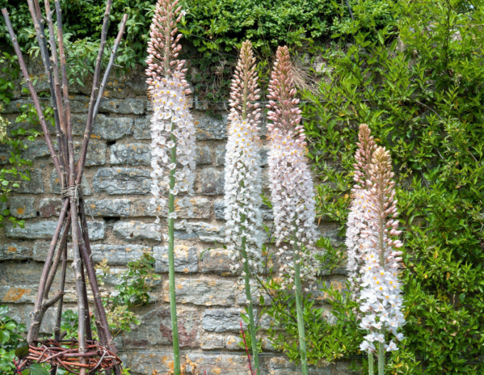 Steppenkerze - Eremurus 1st.