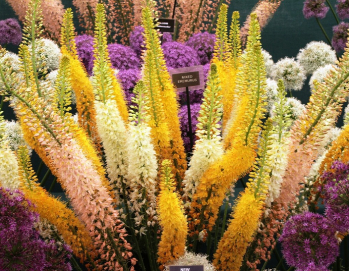 Steppenkerze hybrid - Eremurus 1st