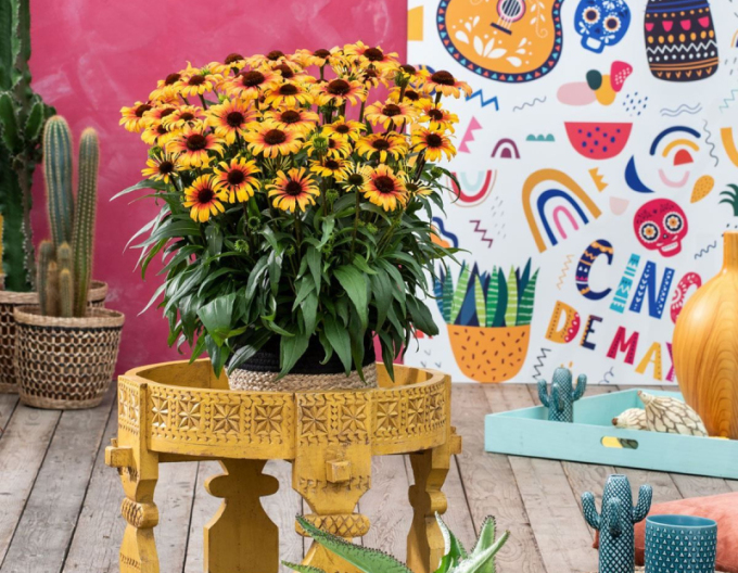 Sonnenhut Sombrero Yellow Red