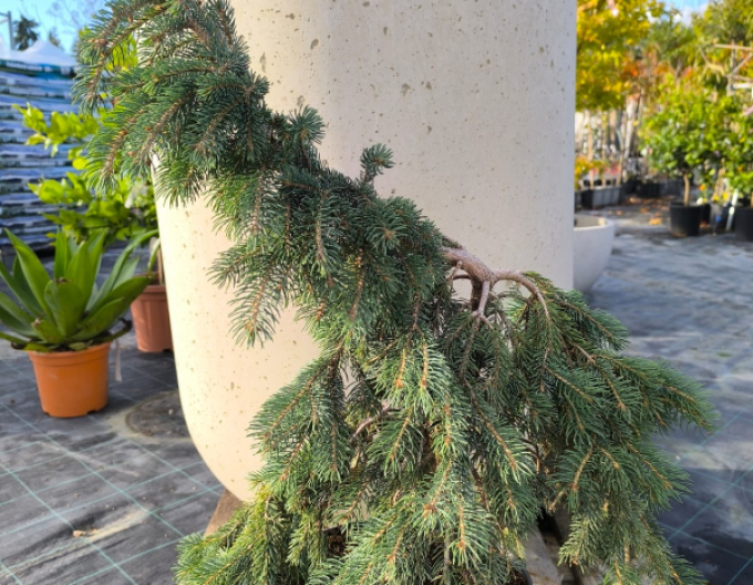 Weißfichte The Blues