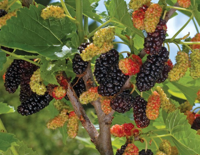 Maulbeere Gerardi Dwarf