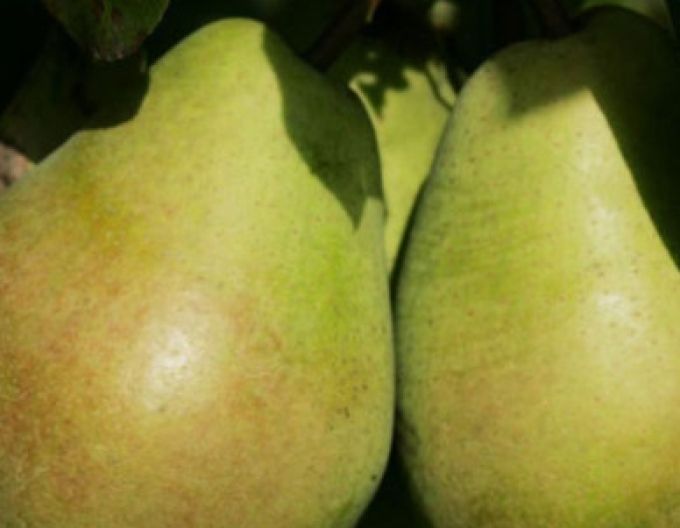 Winterbirne Lucasova, auf Quitte - Zwischenunterlage Konferenz,wurzelnackt