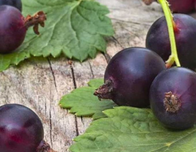 Jostabeere Hochstämmchen, wurzelnackt