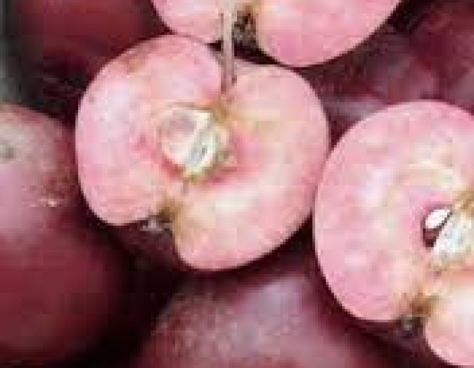 Säulenapfelbaum Maypole auf M7, Cont. 5l