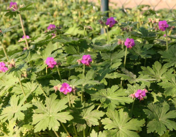 Balkan-Storchschnabel