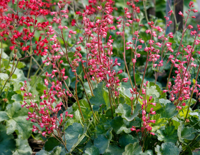 Purpurglöckchen Ruby Bells