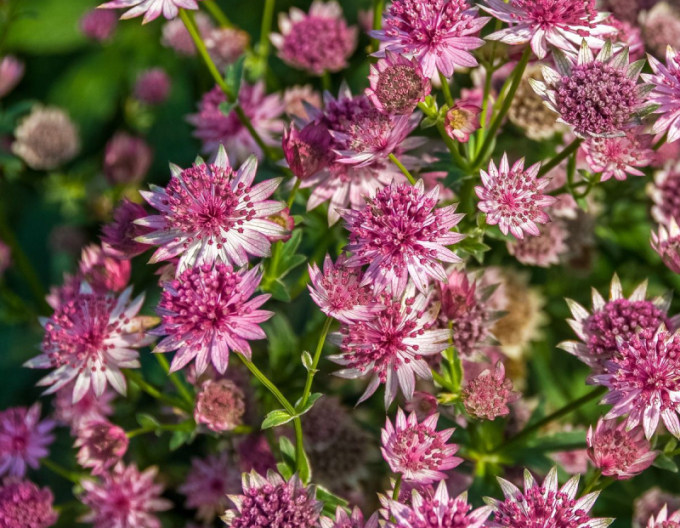 Große Sterndolde Rosensinfonie