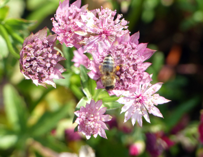Große Sterndolde Rosensinfonie