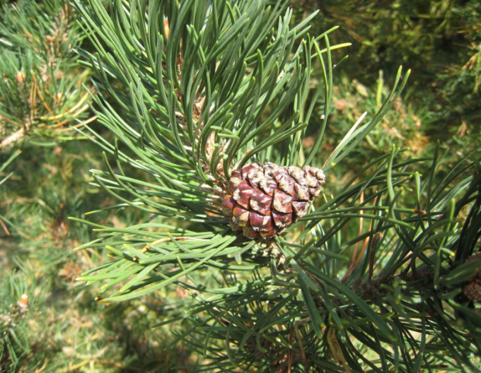 Iberische Kiefer 40 - 50cm