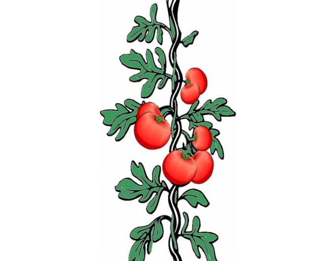 Tomatenspirale 180cm