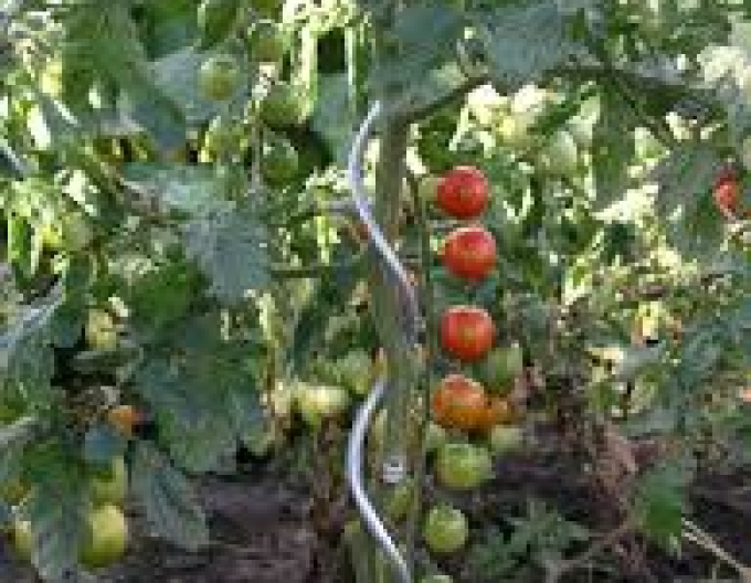 Tomatenspirale 180cm