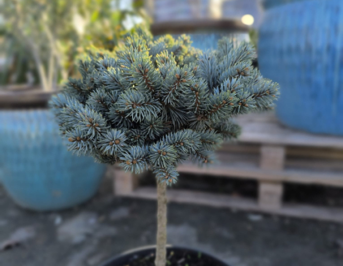 Fichte Pali - Stämmchen