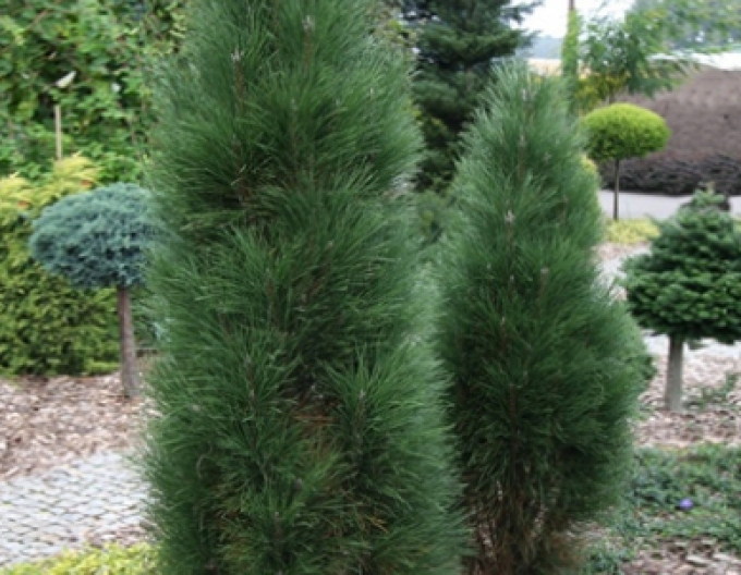 Schwarzkiefer  Zimmer II  - Stämmchen