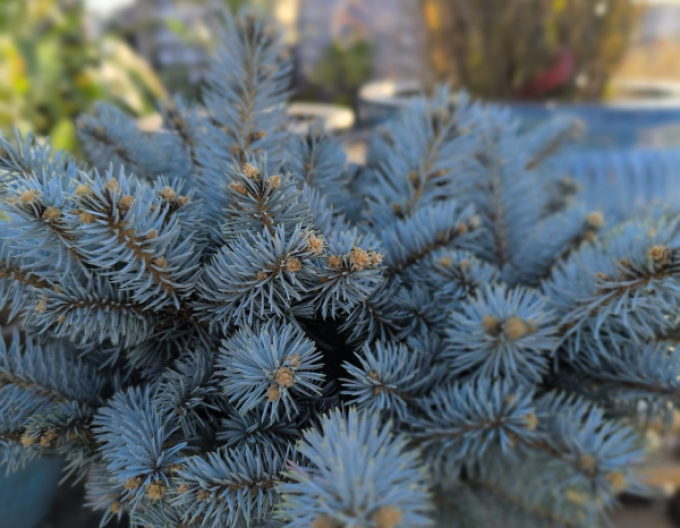 Fichte ´Glauca Globosa´ Stämmchen