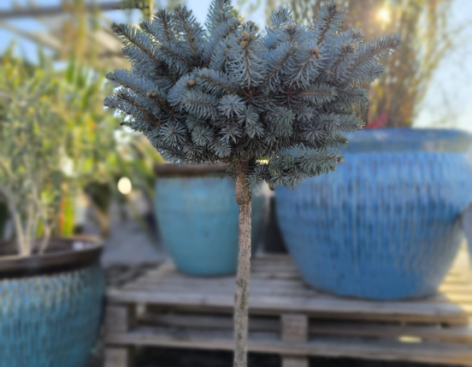 Fichte ´Glauca Globosa´ Stämmchen