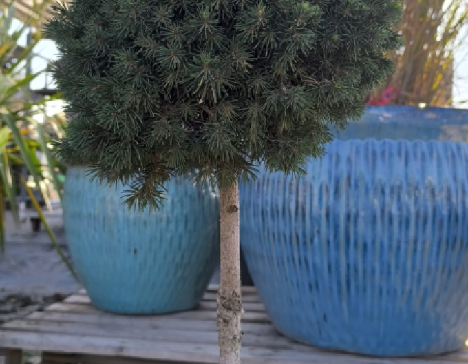 Fichte Tompa - Stämmchen