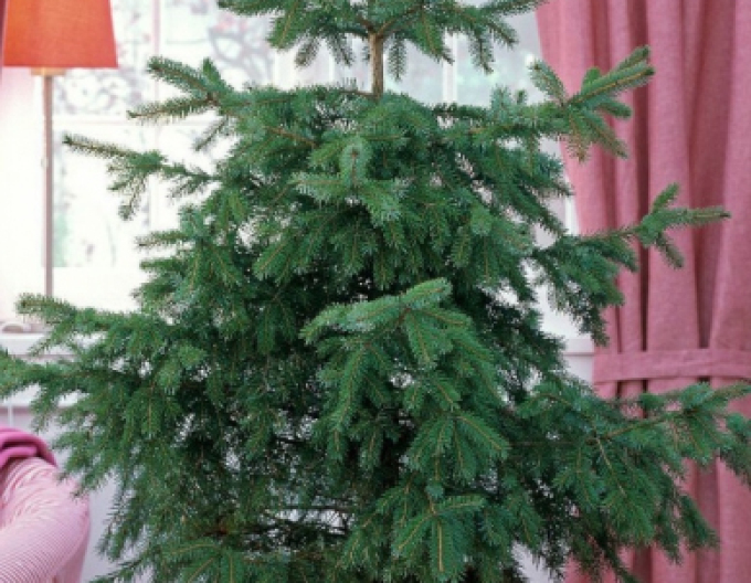 Fichte (Omorika) 80/100cm, cont.