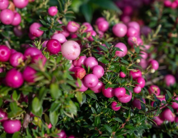 Gaultheria mucronata