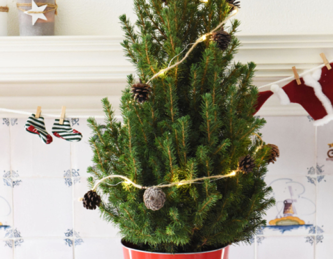 Zuckerhutfichte Conica