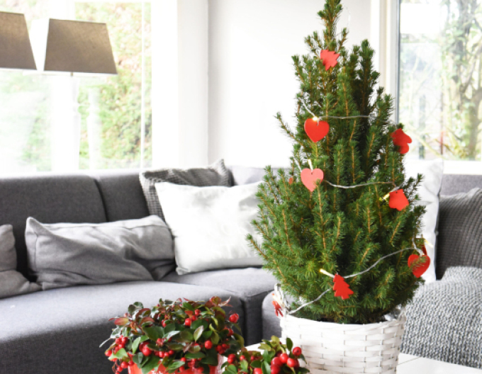 Zuckerhutfichte Conica