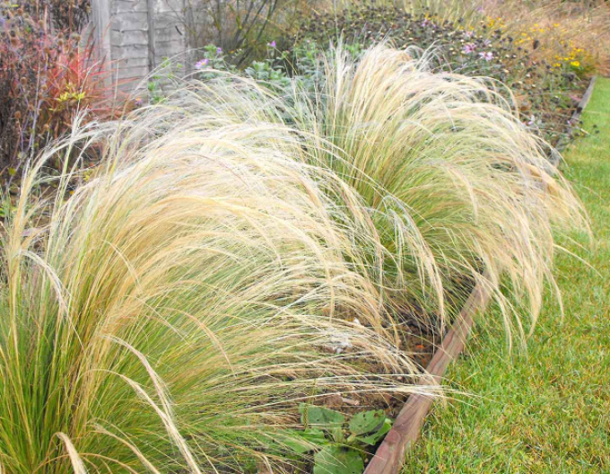 Federgras ´Pony Tails´