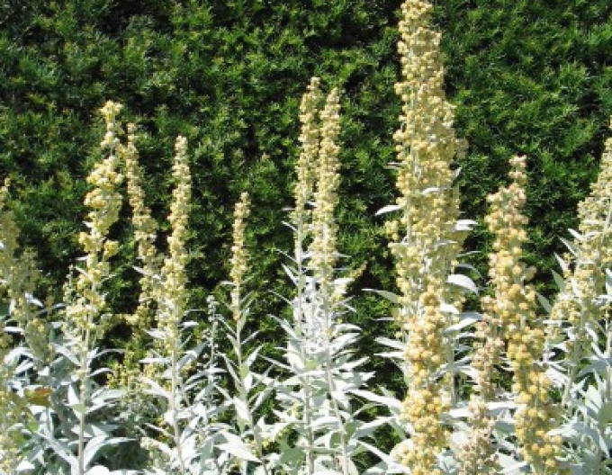 Palina Valerie Finnis