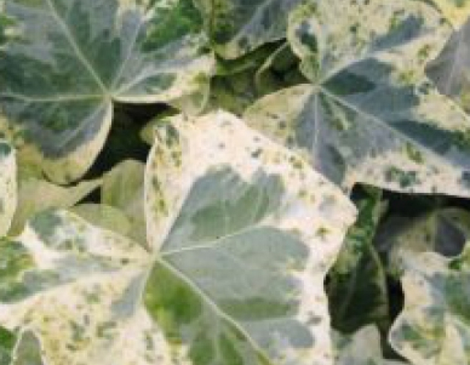 Kletternder Efeu Marmorata