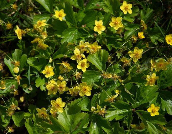 Dreiblättrige Waldsteinie