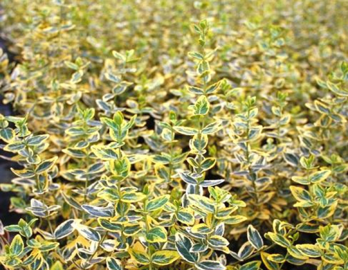 Euonymus fortunei "EMERALD und GOLD"