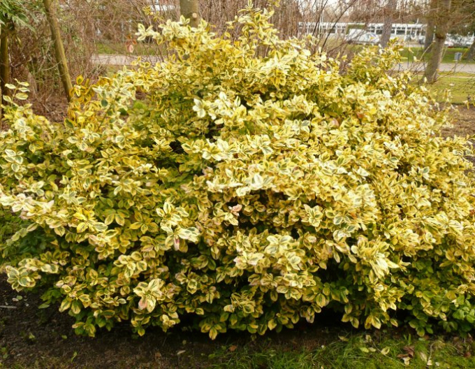 Euonymus fortunei "EMERALD und GOLD"