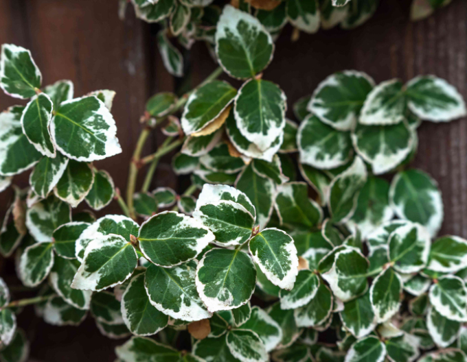 Euonymus fortunei "EMERALD GAIETY"