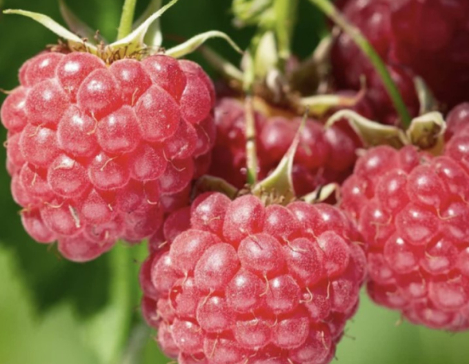 Rote Himbeere Bohéme - immertragende