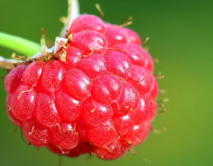 Rote Himbeere Bohéme - immertragende