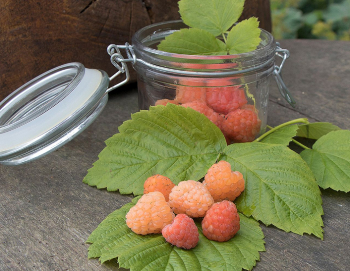 Gelbe Himbeere Valentina immertragende