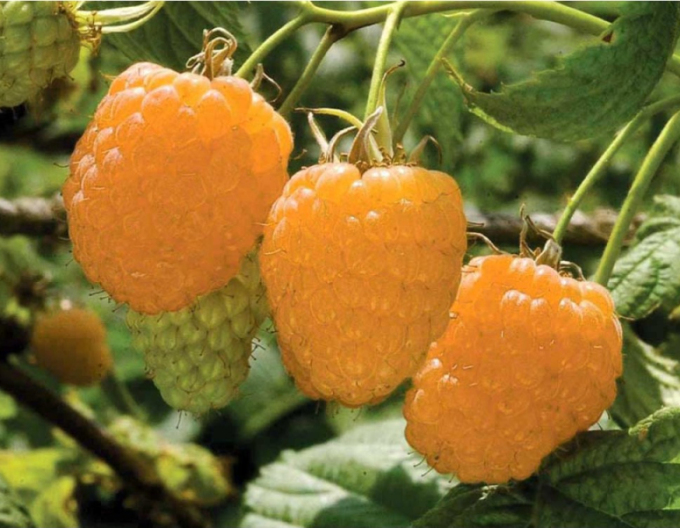 Gelbe Himbeere Valentina immertragende