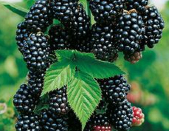 Brombeere "Black Satin"