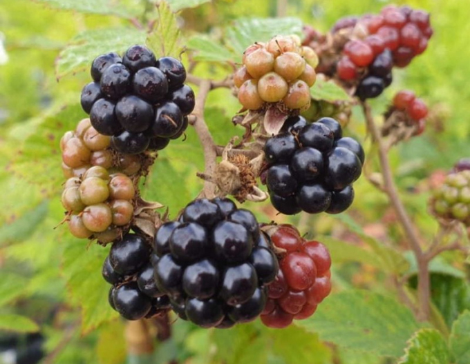 Brombeere "Black Satin"