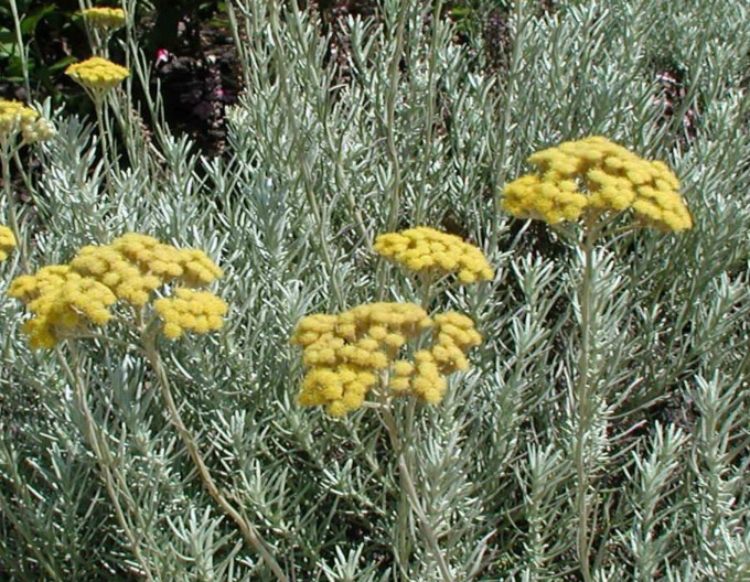 Currykraut (Italienische Strohblume)