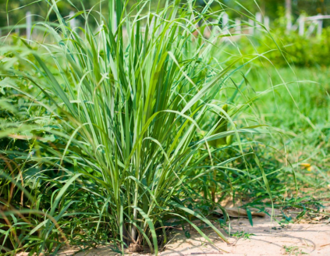 Zitronengras Tasty lemon