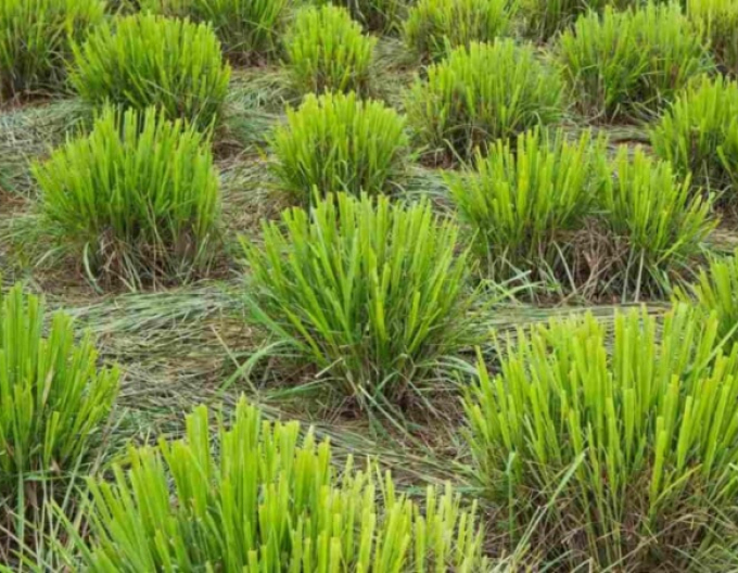 Zitronengras Tasty lemon